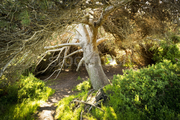 Fairytale Tree Stock photo © THP