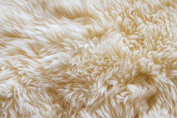 Wool Stock photo © THP