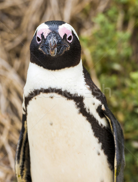 African Penguin Stock photo © THP