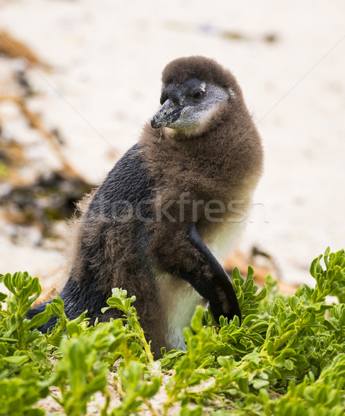 Molting Penguin Chick Stock photo © THP