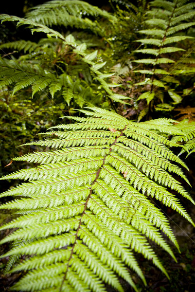 Leaf Detail Stock photo © THP