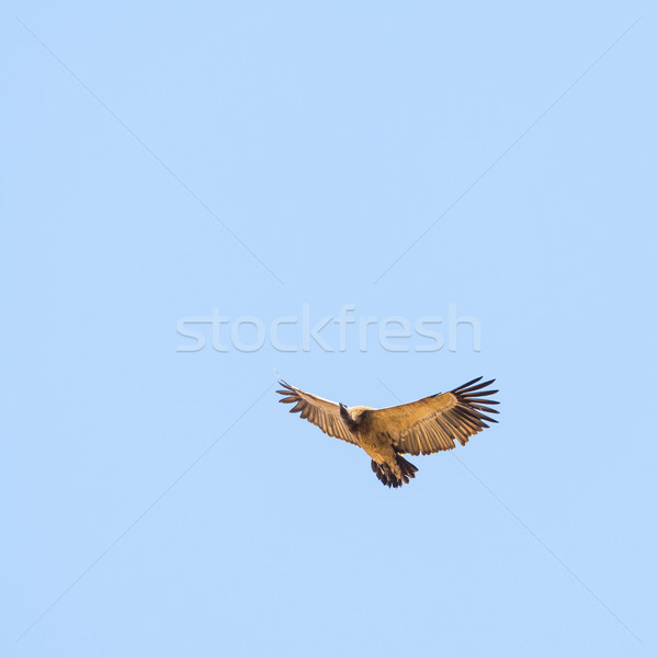 Vulture Flying Overhead Stock photo © THP