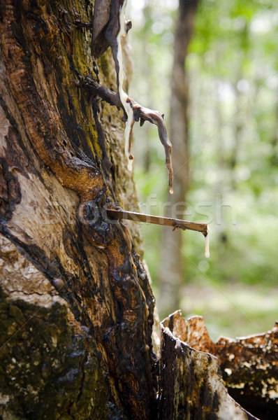 Borracha plantação árvores árvore madeira asiático Foto stock © THP