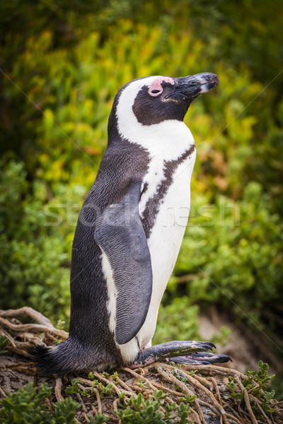 African Penguin Cape Peninsula Stock photo © THP