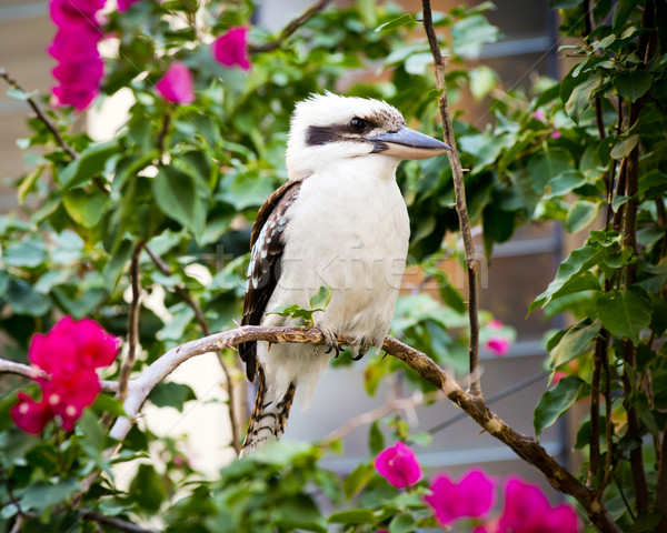 Australisch inlander achtergrond vogel portret dieren Stockfoto © THP