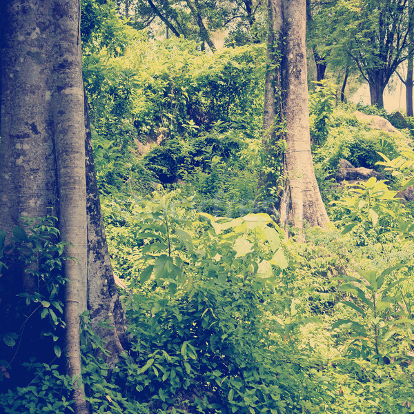 Selva paisagem tropical vibrante verde Foto stock © THP