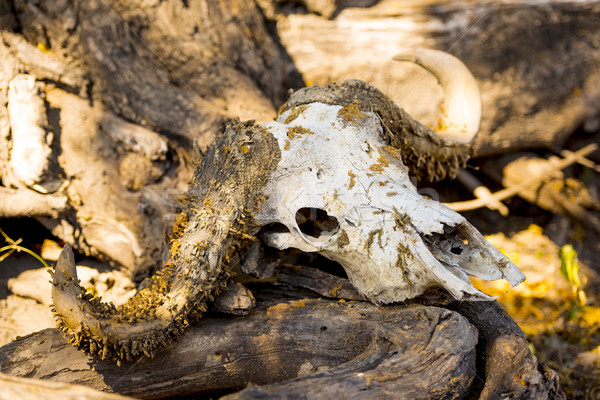 Buffalo Skull Stock photo © THP