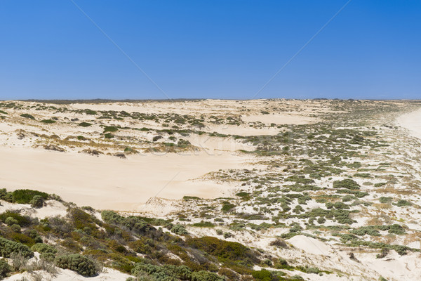 Coastal Sand Dunes Stock photo © THP