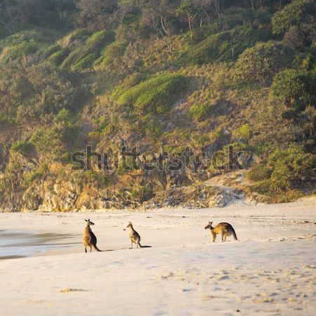 Strand dawn australisch inlander kangoeroe familie Stockfoto © THP