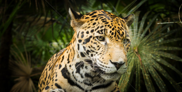 Jaguar cat bella Foto d'archivio © THP