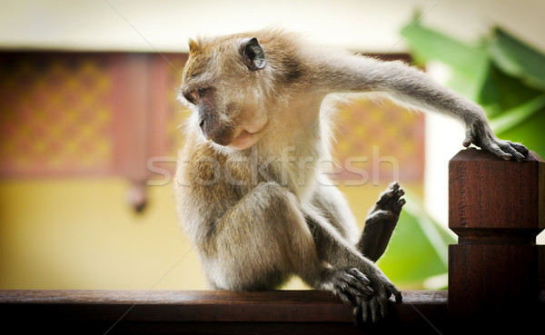 Long-Tailed Macaque Stock photo © THP