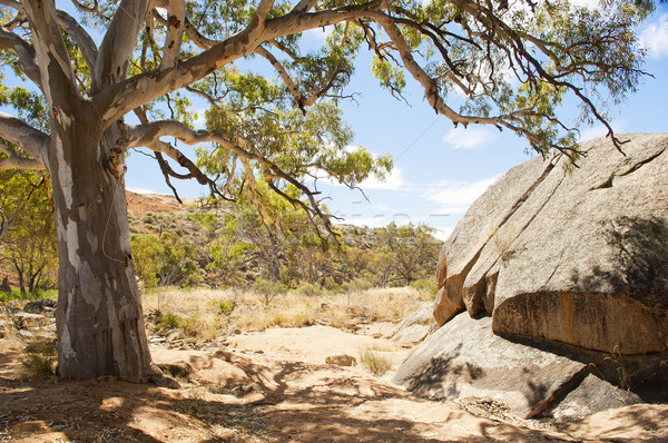 Australian Outback Oasis Stock photo © THP