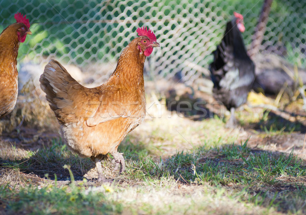 Chickens Stock photo © THP