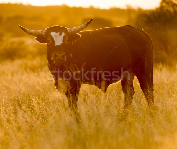 Touro vaca grande masculino longo Foto stock © THP