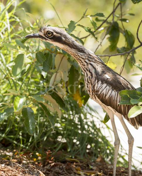 Curlew Bird Stock photo © THP