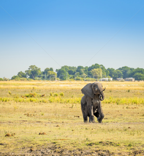 Stock photo: Elephant in Chobe National Park Botswana