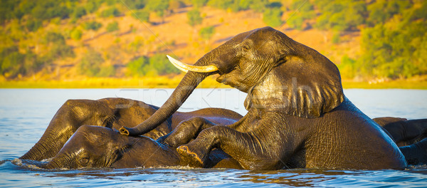 Elefante rebanho rio elefantes natação Botswana Foto stock © THP