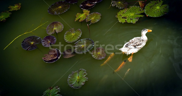 Lagoa flor água peixe natureza verde Foto stock © THP