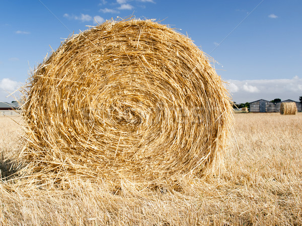 Hay Bales Stock photo © THP