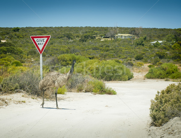 Emu Give Way Sign Stock photo © THP