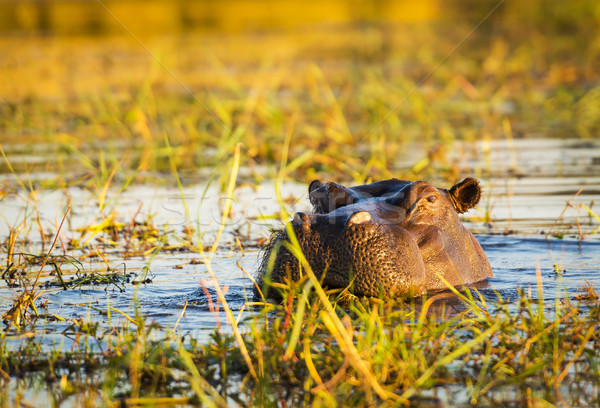 Hippopotamus Chobe River  Stock photo © THP