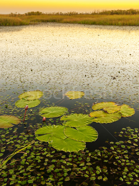 Lily Pads Stock photo © THP