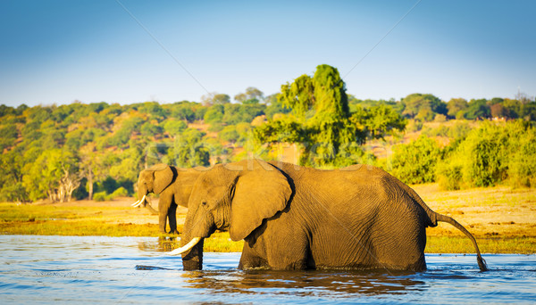 Elephant Wading Across Chobe River Botswana Stock photo © THP