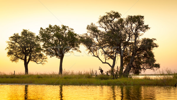 Chobe River Sunset  Stock photo © THP
