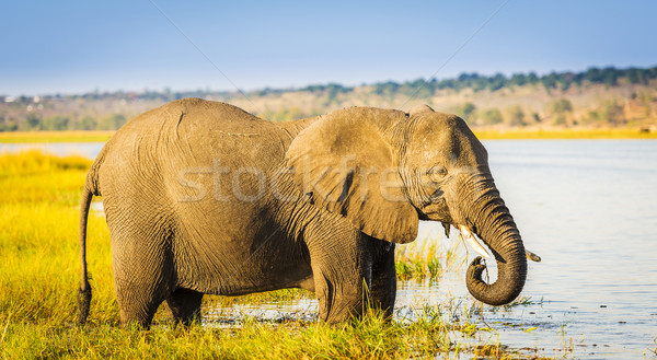 Chobe National Park Elephant Stock photo © THP