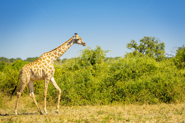 Stock photo: Wild Giraffe In Africa