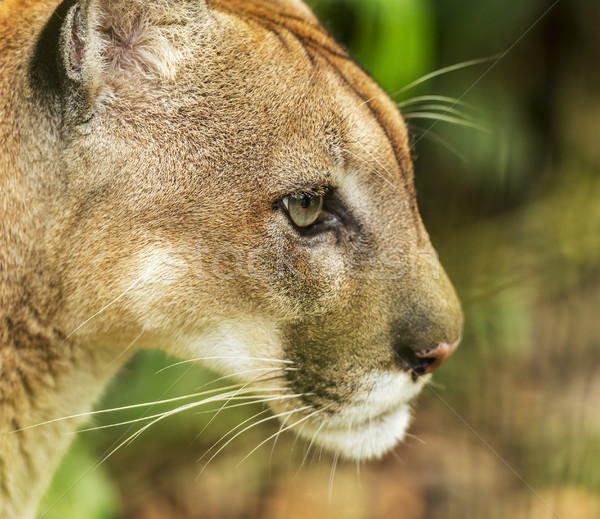 Puma Cat Portrait Stock photo © THP