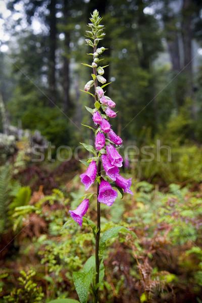 Stock photo: Forest Flower