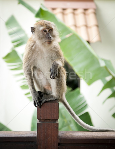 Macaco retrato asiático Ásia Foto stock © THP