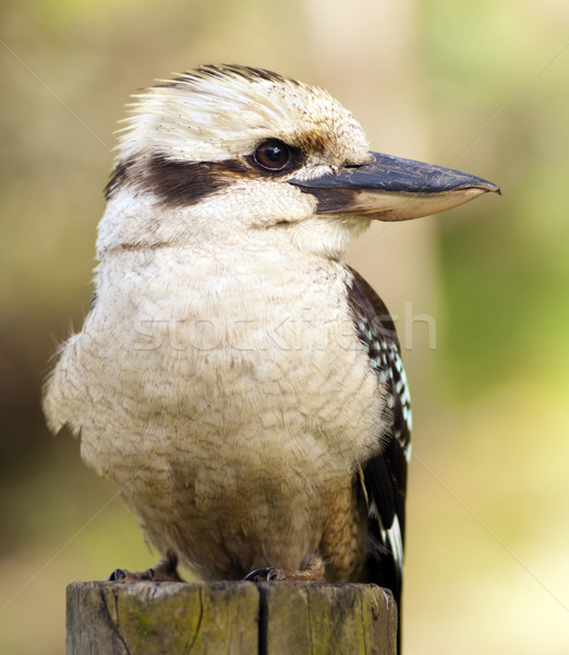 Inlander australisch vogel wild natuur Stockfoto © THP