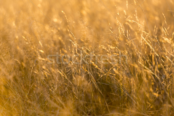 Gras zachte focus ondiep veld gouden Stockfoto © THP