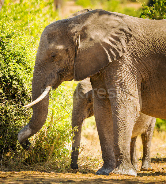 Baby Elephant Standing With Mother Stock photo © THP