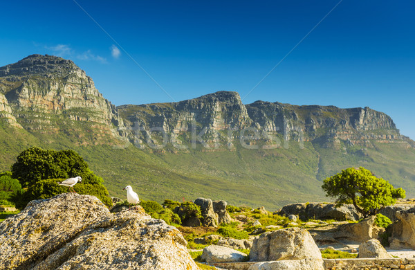 Mouettes douze Afrique du Sud roches au-dessous arbre Photo stock © THP