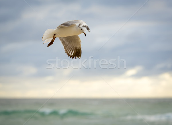 Bird In Flight Stock photo © THP