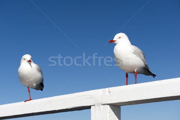 Seagulls Stock photo © THP