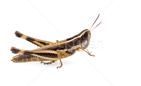 Grasshopper Stock photo © THP