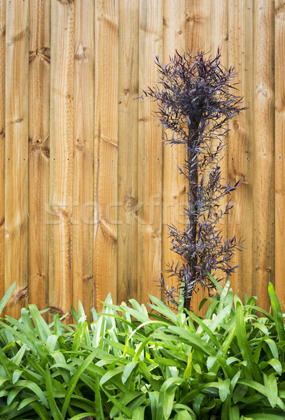 Gartengestaltung Blätter neue Holz Panel Zaun Stock foto © THP