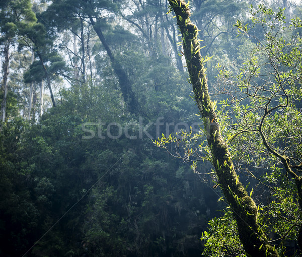 Forest Stock photo © THP