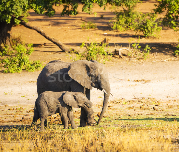 Elephant Parent With Calf Stock photo © THP