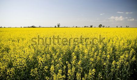 Canola Stock photo © THP