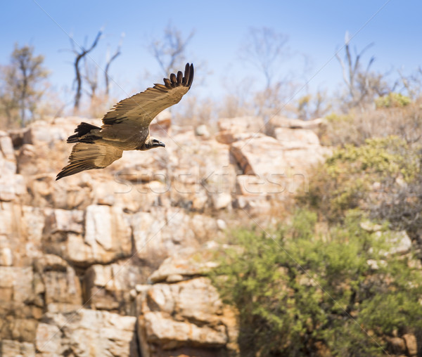 Vulture Soaring Stock photo © THP