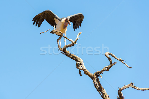 Marabou Stork Stock photo © THP