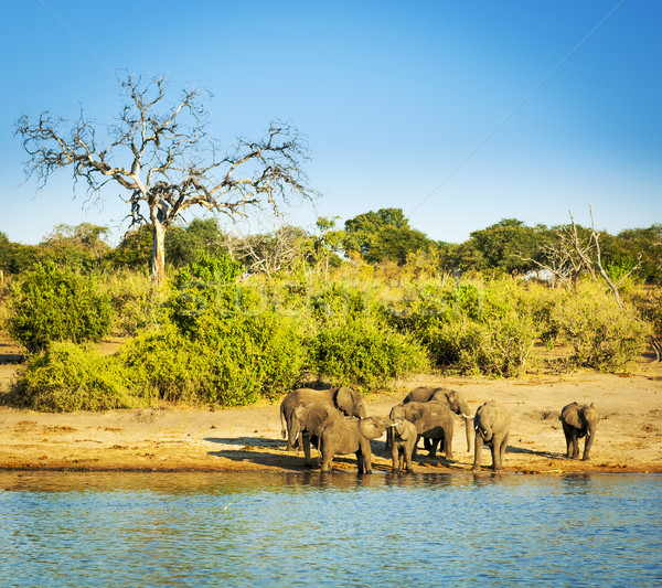 Elephant Herd Africa Stock photo © THP