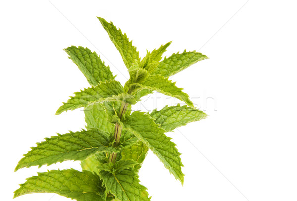 Mint Leaves Isolated Stock photo © THP