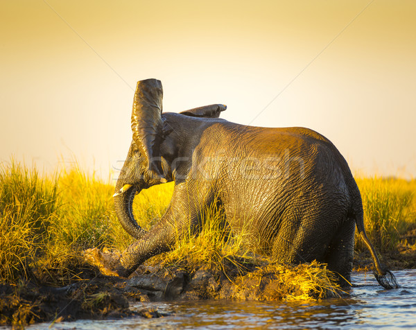 [[stock_photo]]: Jouer · boue · éléphant · berge · coucher · du · soleil