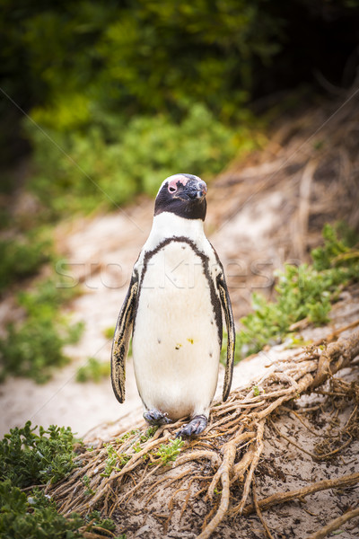 African Penguin Cape Peninsula Stock photo © THP